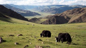 Mongolie2013-1010165