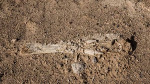 Mongolie2013-1010349