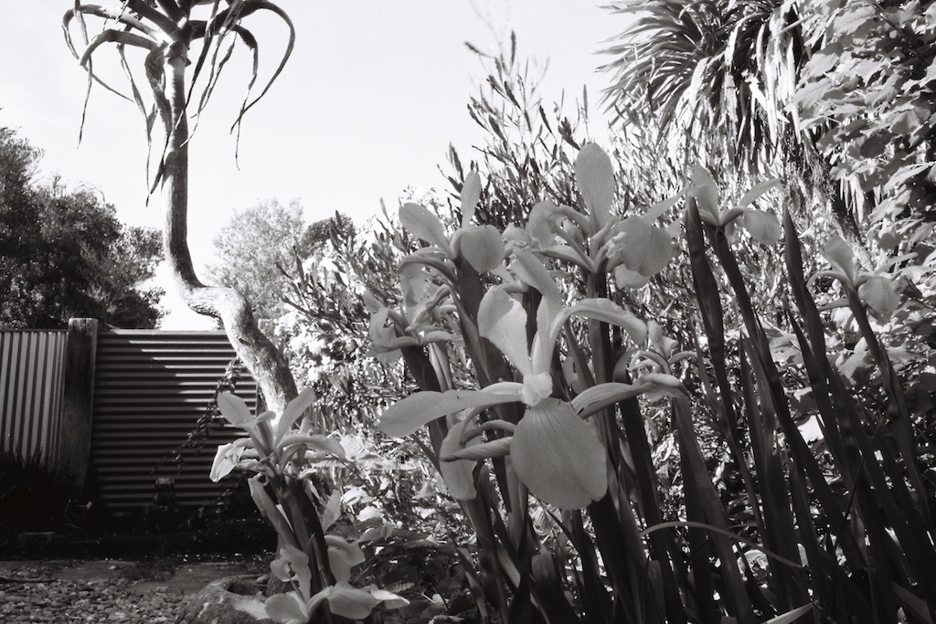 Corrugated stenope 2